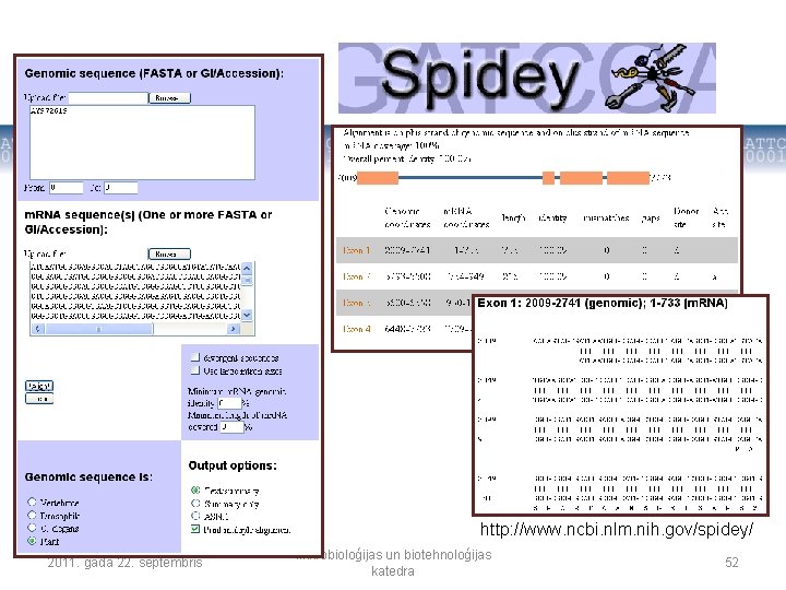 http: //www. ncbi. nlm. nih. gov/spidey/ 2011. gada 22. septembris Mikrobioloģijas un biotehnoloģijas katedra