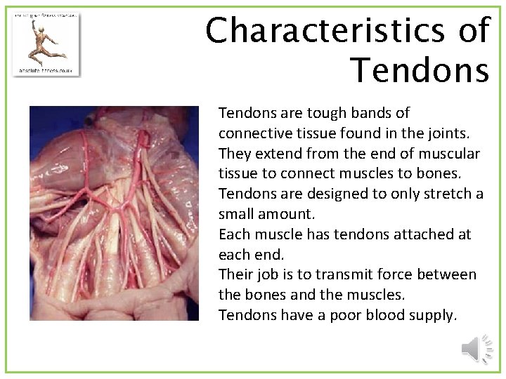 Characteristics of Tendons are tough bands of connective tissue found in the joints. They