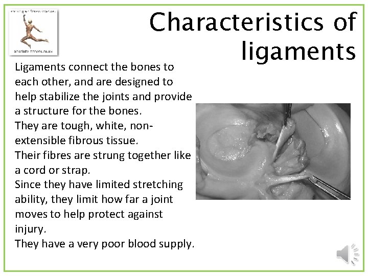 Characteristics of ligaments Ligaments connect the bones to each other, and are designed to
