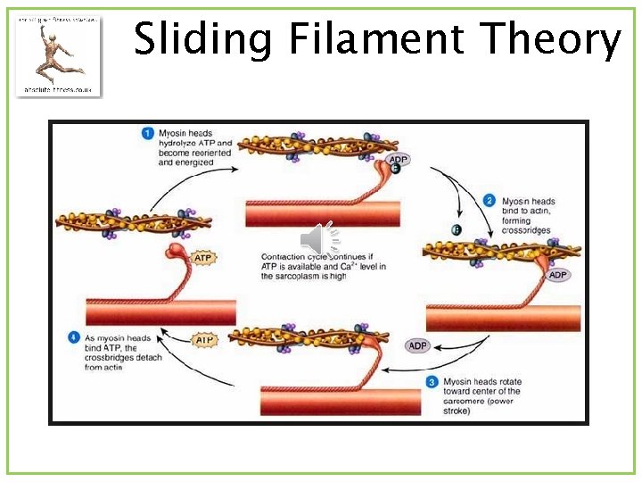 Sliding Filament Theory 