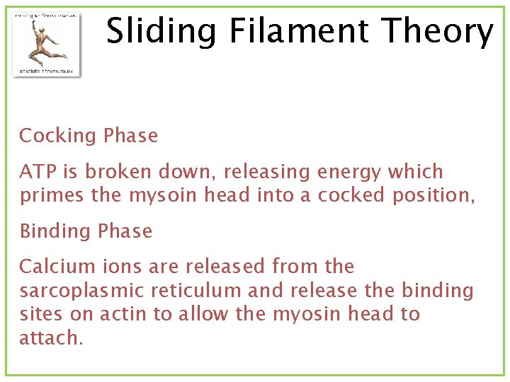 Sliding Filament Theory Cocking Phase ATP is broken down, releasing energy which primes the