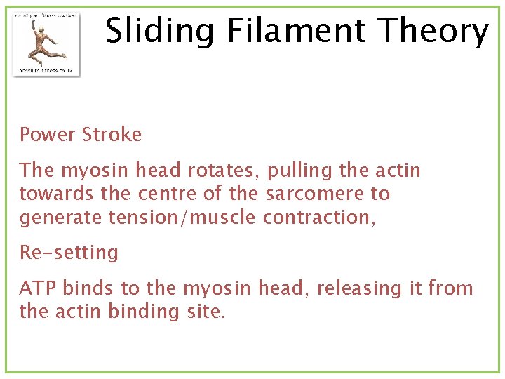 Sliding Filament Theory Power Stroke The myosin head rotates, pulling the actin towards the