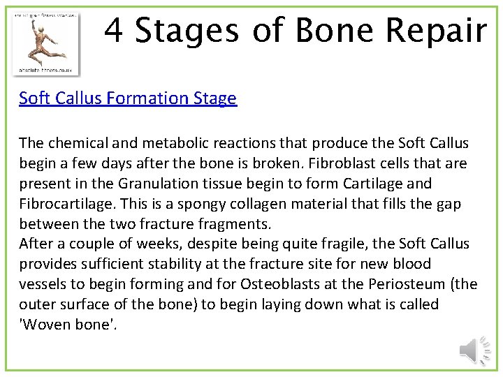 4 Stages of Bone Repair Soft Callus Formation Stage The chemical and metabolic reactions