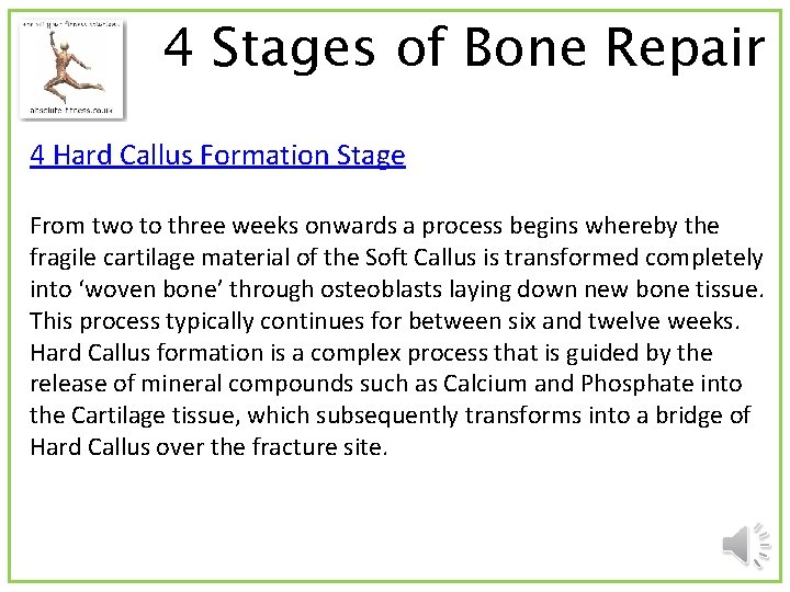 4 Stages of Bone Repair 4 Hard Callus Formation Stage From two to three