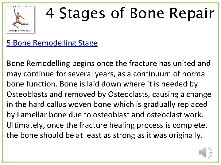 4 Stages of Bone Repair 5 Bone Remodelling Stage Bone Remodelling begins once the