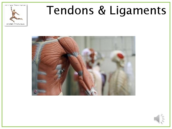 Tendons & Ligaments 