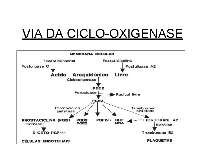 VIA DA CICLO-OXIGENASE 