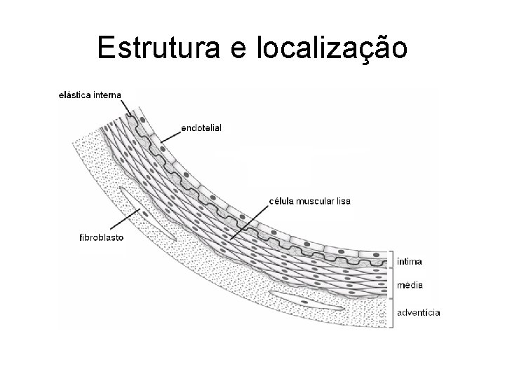 Estrutura e localização 