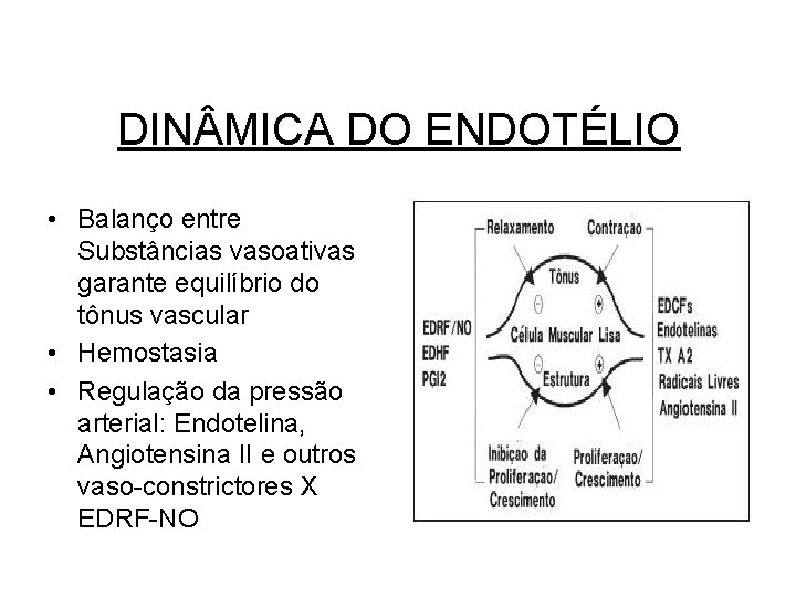 DIN MICA DO ENDOTÉLIO • Balanço entre Substâncias vasoativas garante equilíbrio do tônus vascular