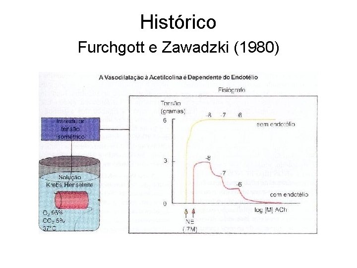 Histórico Furchgott e Zawadzki (1980) 