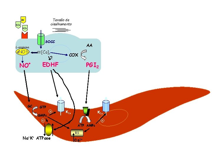 Tensão de cisalhamento BK ACh SOCC AA L-arginina e. NOS NO [Ca]i ? COX