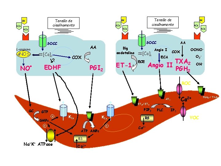 Tensão de cisalhamento BK ACh SOCC NO [Ca]i ? ACh COX EDHF ACh SOCC