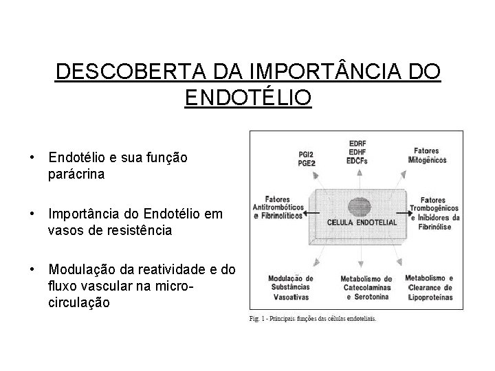 DESCOBERTA DA IMPORT NCIA DO ENDOTÉLIO • Endotélio e sua função parácrina • Importância