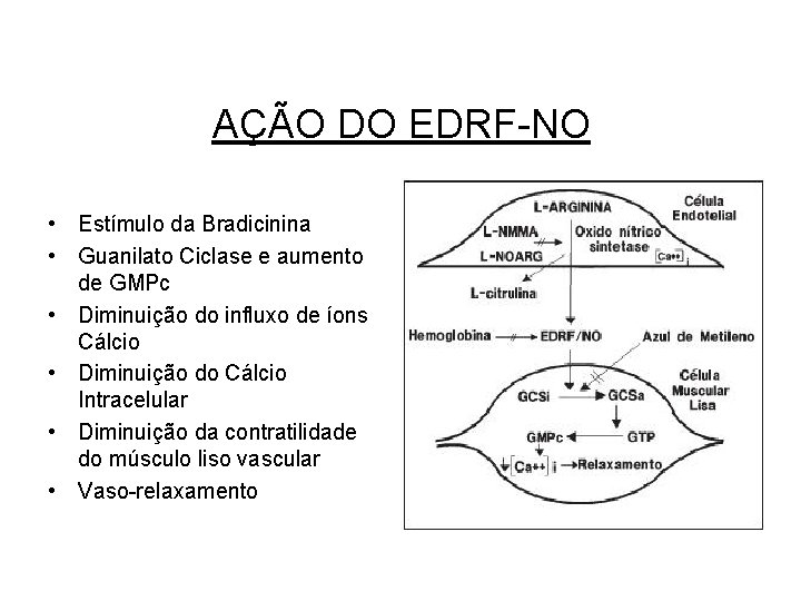 AÇÃO DO EDRF-NO • Estímulo da Bradicinina • Guanilato Ciclase e aumento de GMPc