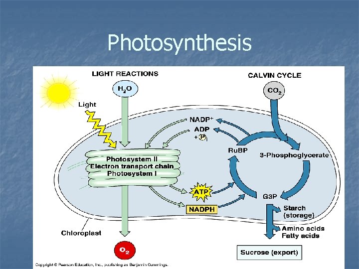 Photosynthesis 