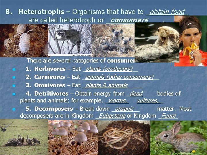 B. Heterotrophs – Organisms that have to _obtain food_ are called heterotroph or _consumers____.