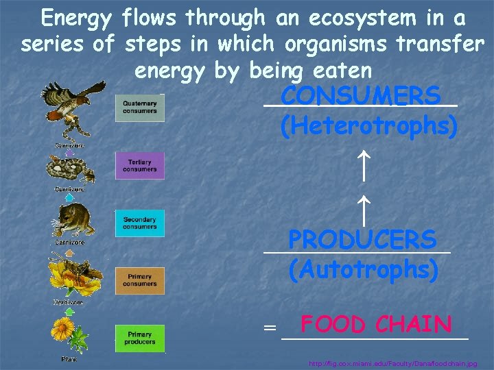 Energy flows through an ecosystem in a series of steps in which organisms transfer