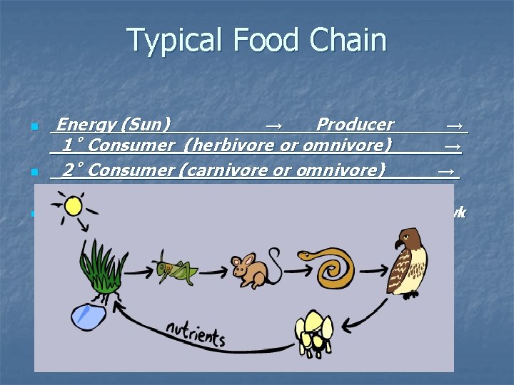 Typical Food Chain n Energy (Sun)____ → __Producer____ → _1˚ Consumer (herbivore or omnivore)____