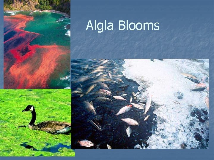 Algla Blooms 