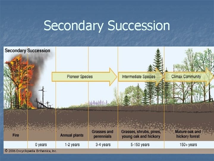 Secondary Succession 