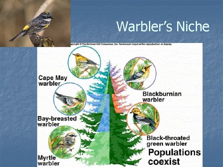 Warbler’s Niche 