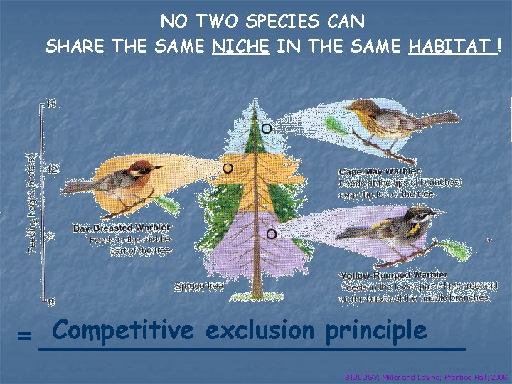 NO TWO SPECIES CAN SHARE THE SAME NICHE IN THE SAME HABITAT ! Competitive