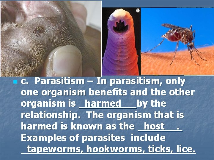 n c. Parasitism – In parasitism, only one organism benefits and the other organism