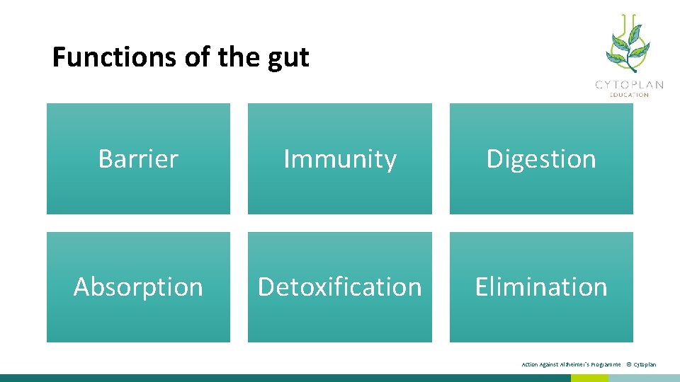 Functions of the gut Barrier Immunity Digestion Absorption Detoxification Elimination Action Against Alzheimer’s Programme