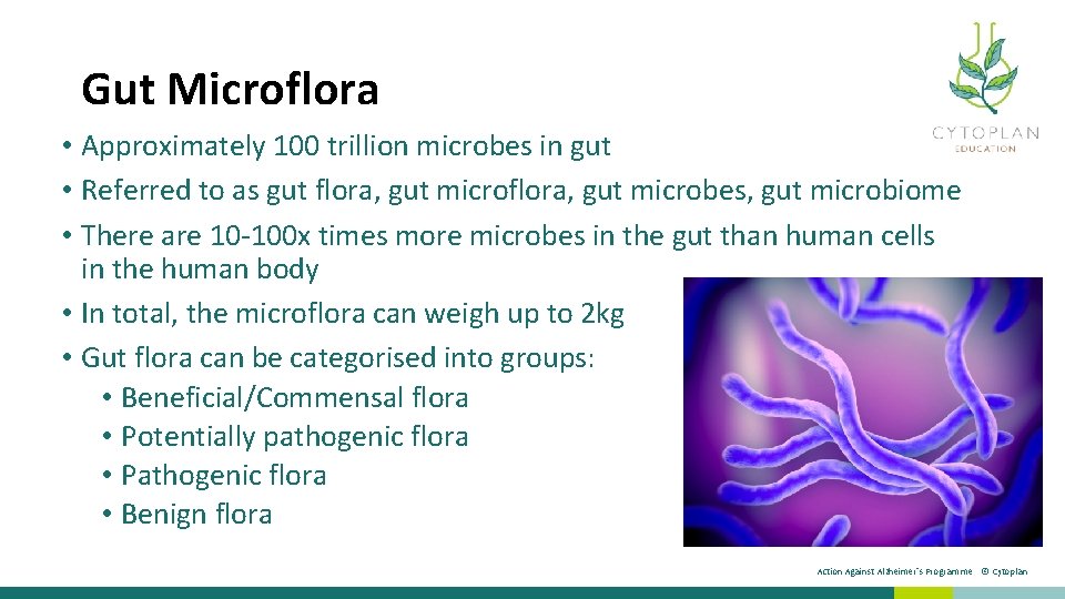 Gut Microflora • Approximately 100 trillion microbes in gut • Referred to as gut