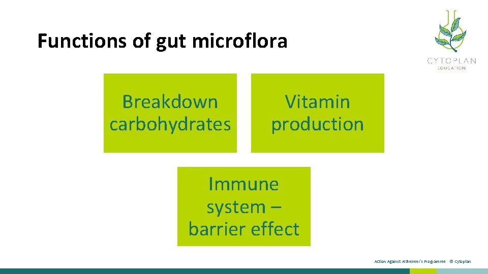 Functions of gut microflora Breakdown carbohydrates Vitamin production Immune system – barrier effect Action