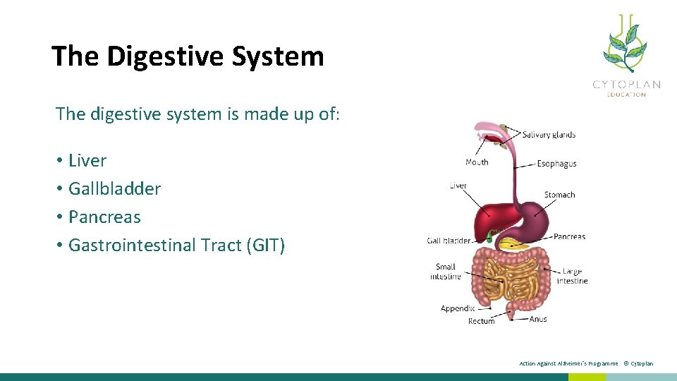 The Digestive System The digestive system is made up of: • Liver • Gallbladder