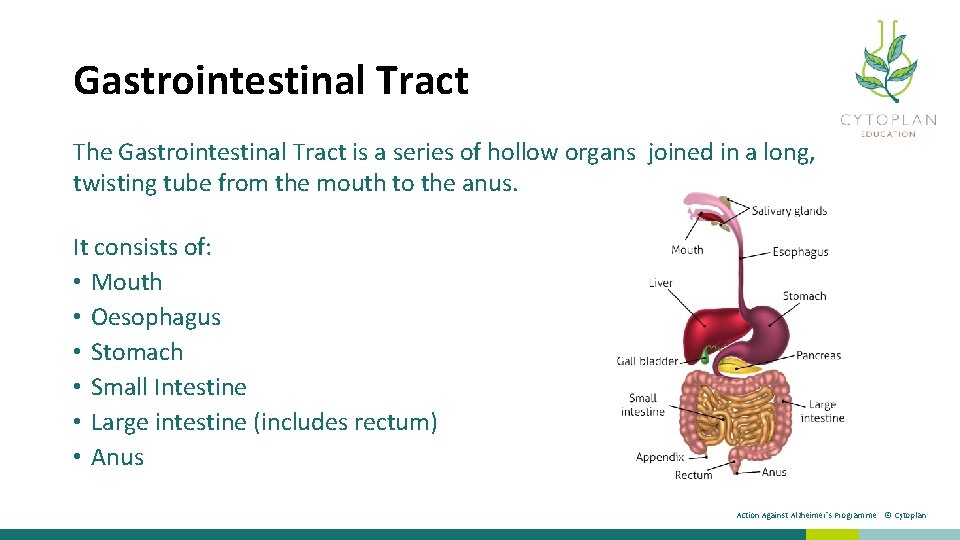 Gastrointestinal Tract The Gastrointestinal Tract is a series of hollow organs joined in a