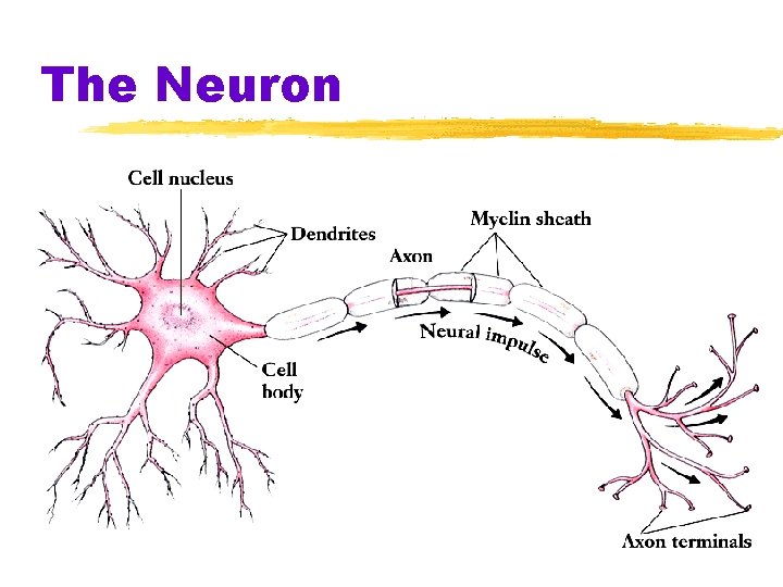 Biological bases of cognition and behavior Part 1