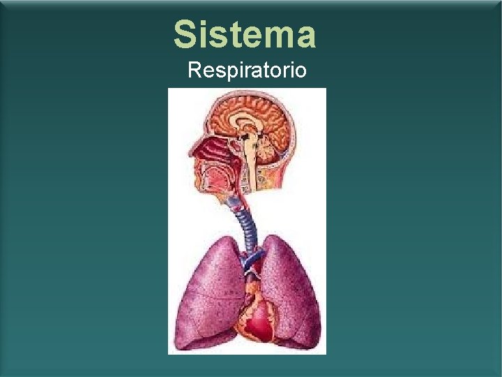 Sistema Respiratorio 