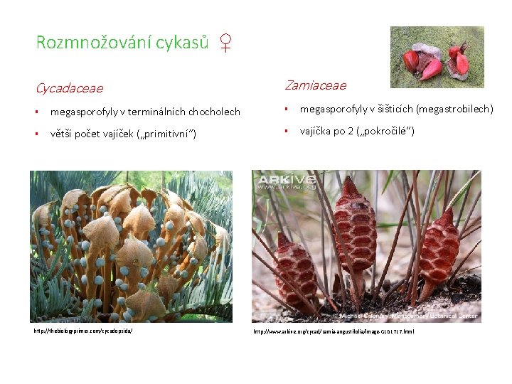 Rozmnožování cykasů ♀ Cycadaceae Zamiaceae § megasporofyly v terminálních chocholech § megasporofyly v šišticích