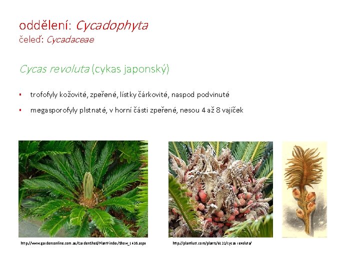 oddělení: Cycadophyta čeleď: Cycadaceae Cycas revoluta (cykas japonský) § trofofyly kožovité, zpeřené, lístky čárkovité,