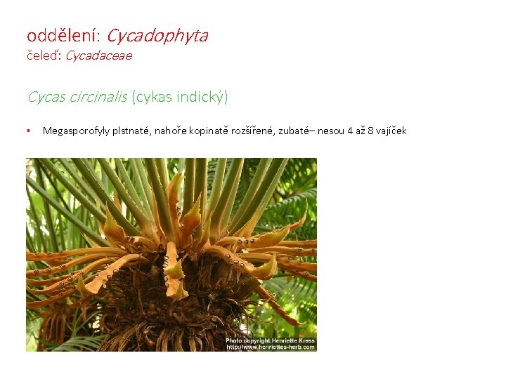 oddělení: Cycadophyta čeleď: Cycadaceae Cycas circinalis (cykas indický) § Megasporofyly plstnaté, nahoře kopinatě rozšířené,