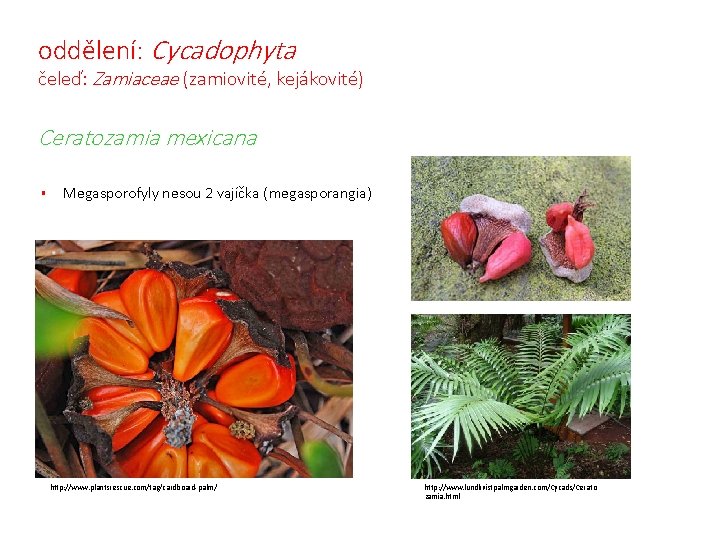 oddělení: Cycadophyta čeleď: Zamiaceae (zamiovité, kejákovité) Ceratozamia mexicana § Megasporofyly nesou 2 vajíčka (megasporangia)