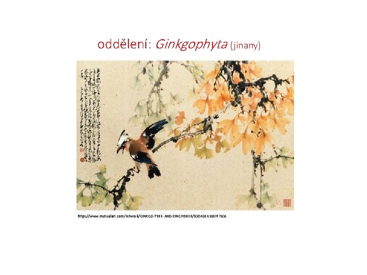 oddělení: Ginkgophyta (jinany) https: //www. mutualart. com/Artwork/GINKGO-TREE-AND-KINGFISHER/53 DA 3 EA 30 EFF 7631 