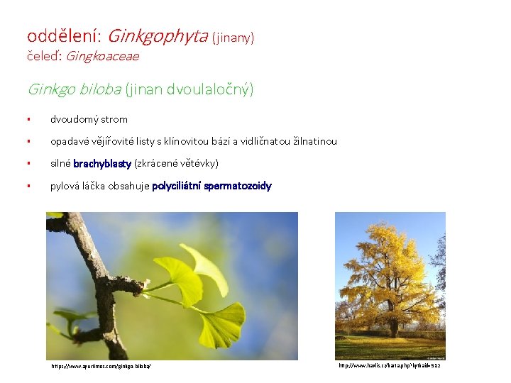 oddělení: Ginkgophyta (jinany) čeleď: Gingkoaceae Ginkgo biloba (jinan dvoulaločný) § dvoudomý strom § opadavé