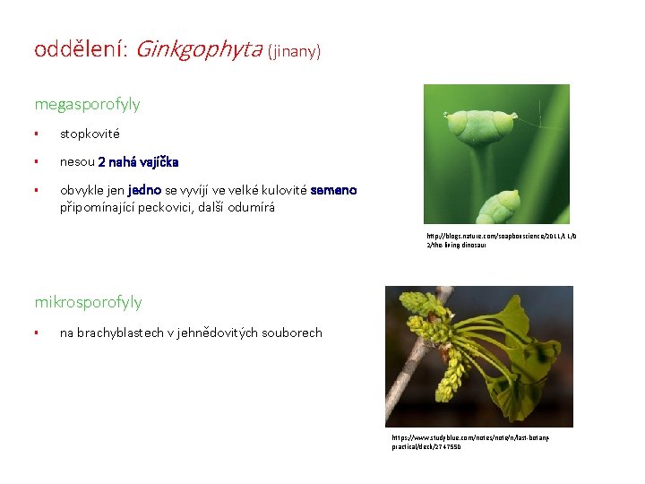 oddělení: Ginkgophyta (jinany) megasporofyly § stopkovité § nesou 2 nahá vajíčka § obvykle jen