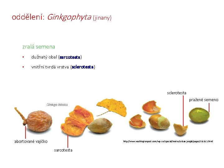 oddělení: Ginkgophyta (jinany) zralá semena § dužnatý obal (sarcotesta) § vnitřní tvrdá vrstva (sclerotesta)