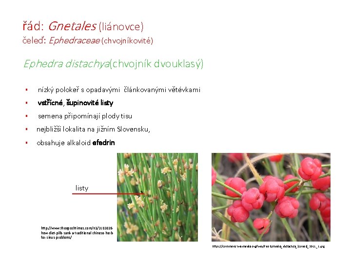 řád: Gnetales (liánovce) čeleď: Ephedraceae (chvojníkovité) Ephedra distachya(chvojník dvouklasý) § nízký polokeř s opadavými