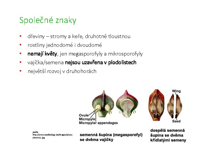 Společné znaky • • • dřeviny – stromy a keře, druhotně tloustnou rostliny jednodomé