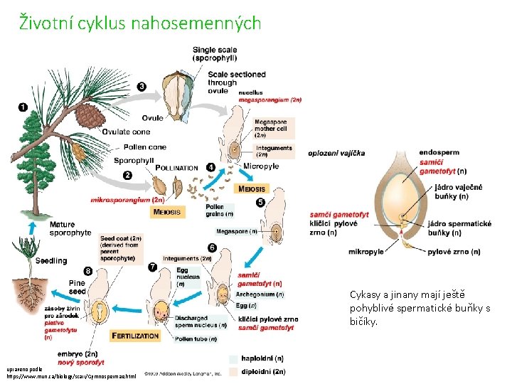 Životní cyklus nahosemenných Cykasy a jinany mají ještě pohyblivé spermatické buňky s bičíky. upraveno