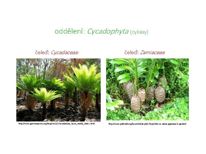 oddělení: Cycadophyta (cykasy) čeleď: Cycadaceae http: //www. gymnosperms. org/imgs/sv 22/r/Cycadaceae_Cycas_media_36611. html čeleď: Zamiaceae http: