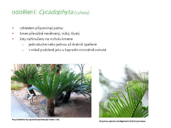 oddělení: Cycadophyta (cykasy) § § § vzhledem připomínají palmy kmen převážně nevětvený, nízký, tlustý