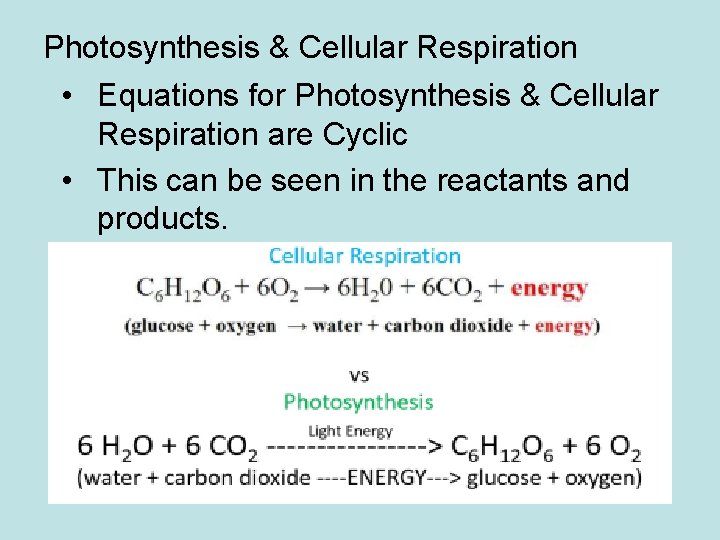 Photosynthesis & Cellular Respiration • Equations for Photosynthesis & Cellular Respiration are Cyclic •