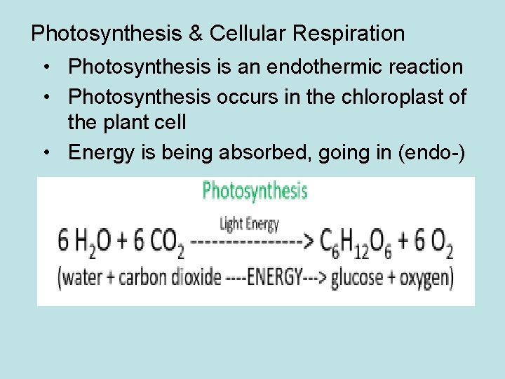 Photosynthesis & Cellular Respiration • Photosynthesis is an endothermic reaction • Photosynthesis occurs in