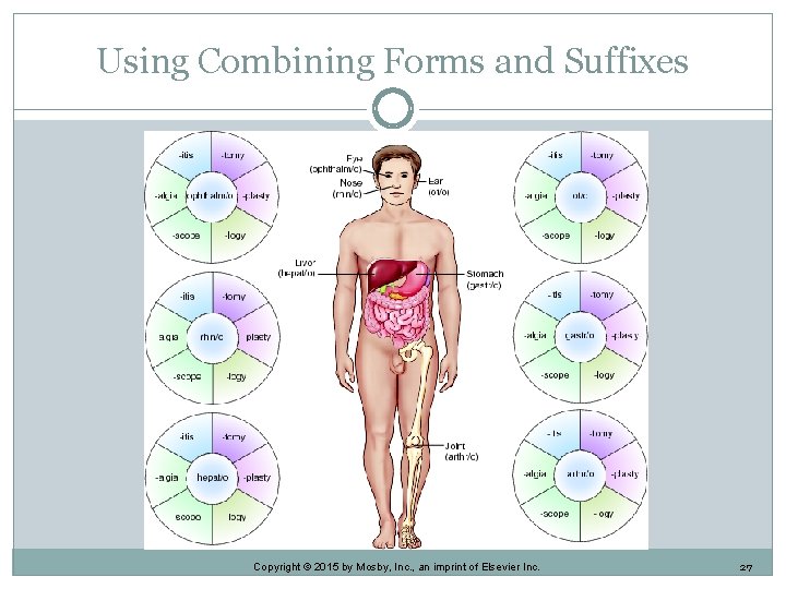 Using Combining Forms and Suffixes Copyright © 2015 by Mosby, Inc. , an imprint Using Combining Forms and Suffixes Copyright © 2015 by Mosby, Inc. , an imprint